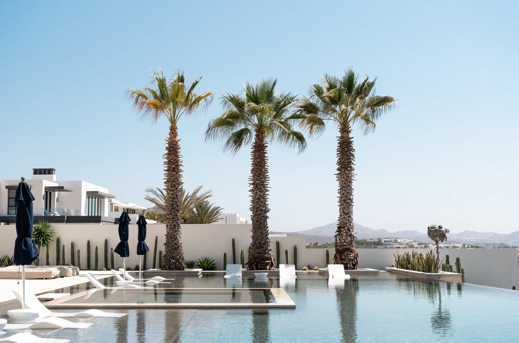 Infinity pool with three tall date palms, white loungers and navy umbrellas, mountains and desert beyond