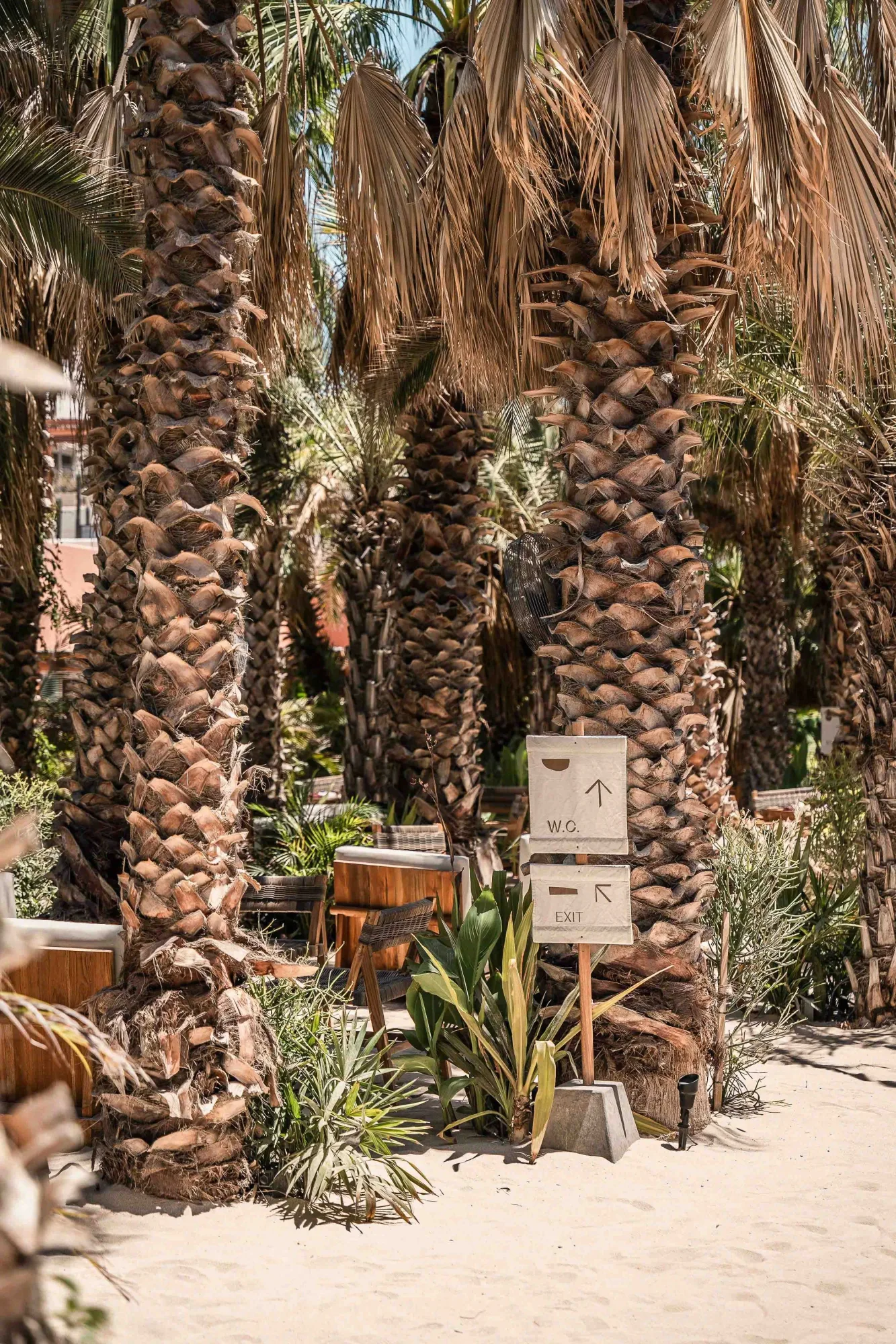 Grove of palm trunks in the sand with a carved wood directional sign among agave and desert plants
