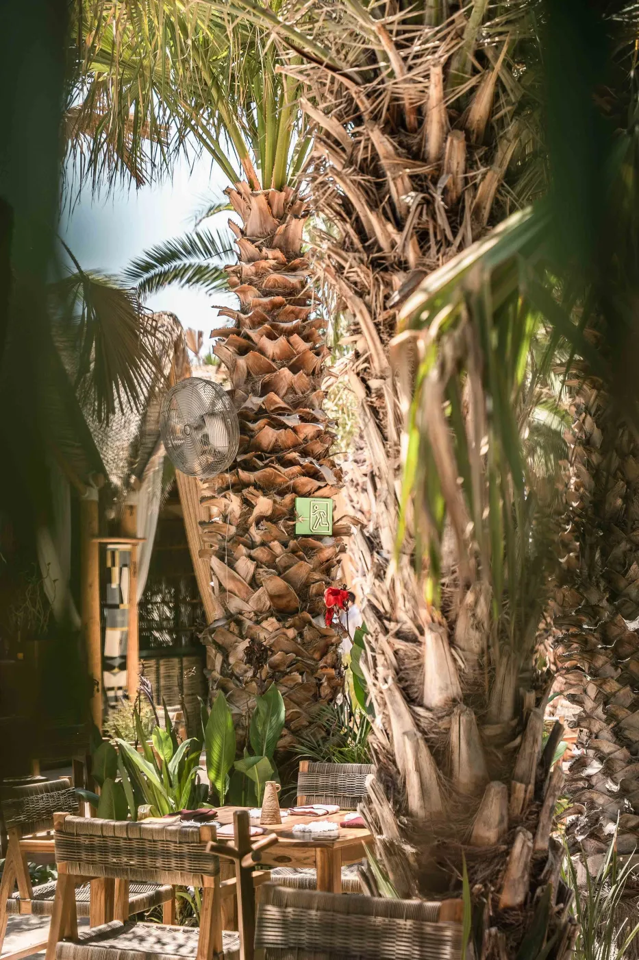 Palm trunks with a small green room sign and red bougainvillea, woven chairs and tables set among them