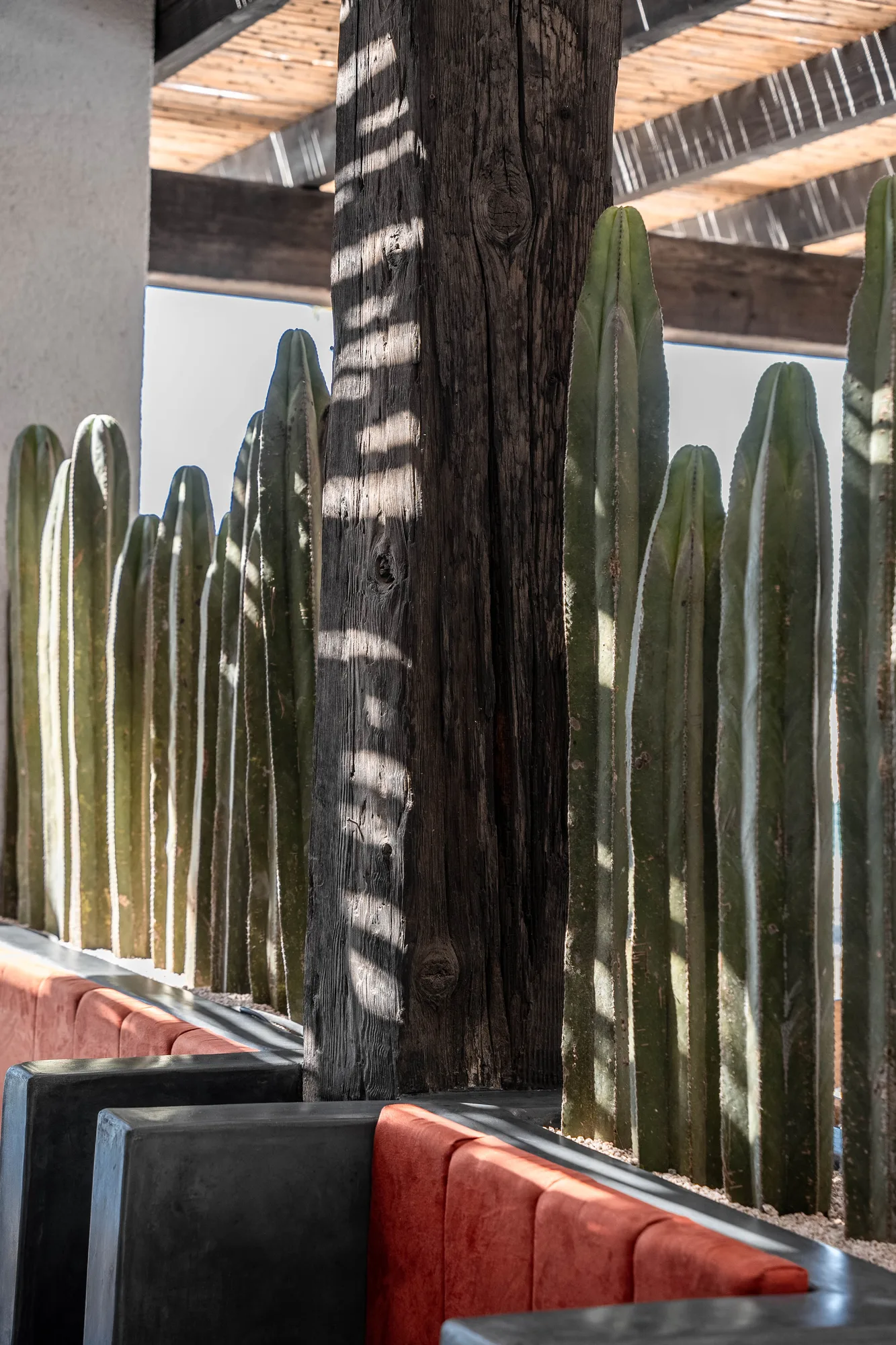 A screen of tall cacti beside a weathered timber post under the reed roof, orange velvet banquettes below in striped light